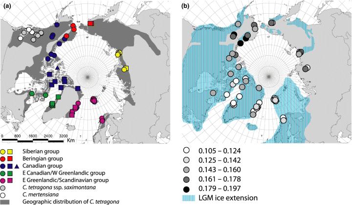 Side 5 av 6 Question 3 d) What is genetic drift, and what are the main consequences of genetic drift? How is it possible to estimate historical effective population sizes?