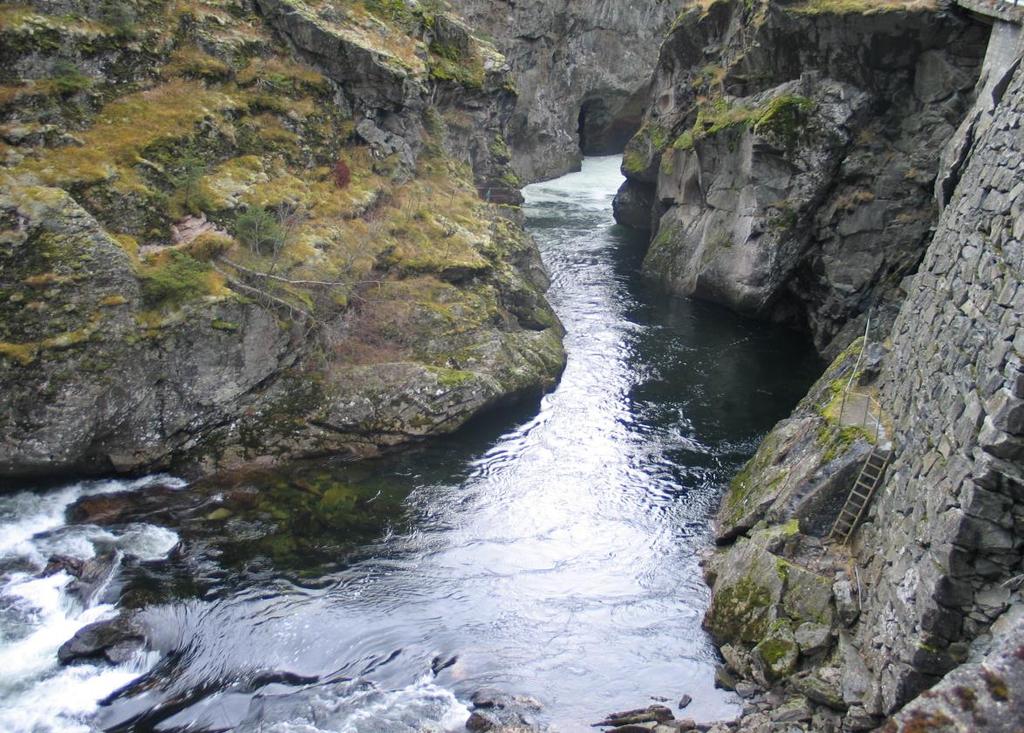 gytevandring i Lærdalselva etter at laksetrappen