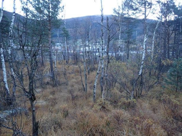 platanlønn i disse skogene er svært stort. Det går flere stier på kryss og tvers av tiltaksområdet, blant annet opp på åsen i vest. Langs Storelva er det en større tursti som er delvis asfaltert.