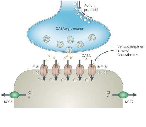 Emamektin Pre-synaptisk Post-synaptisk Glutamat Modified from Nature Reviews Avermektiner (EMB) Beskrevne resistensmekanismer i andre artropoder og nematoder: Endring i metabolsk aktivitet