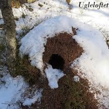 Vi vil da også ha en felles premieutdeling med hele huset da. Vi håper på flott vær! Om snøen skulle utebli har vi vanlig karneval inne fra 9.30-12.00. Det kommer eget skriv om dette Maur om vinteren.