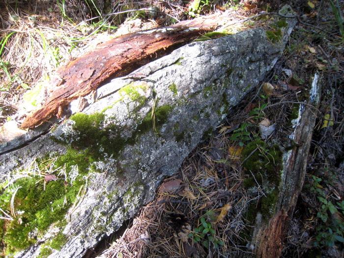 rekomster av skog med gammel hengebjørk og selje kan ha stor verdi for insekter.