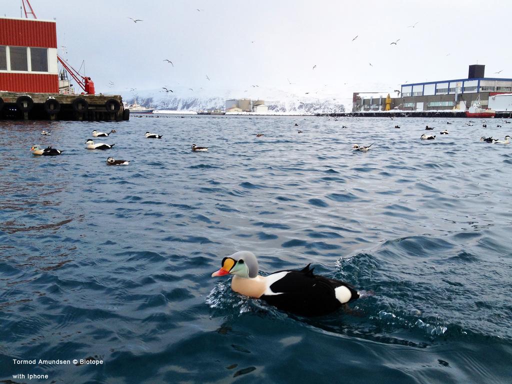 Tyvjo Stercorarius parasiticus Rødliste kategori: NT (Nær truet) Mai september Opptre sjeldent i større antall. Tyvjoen bruker hele fjorden til næringssøk.