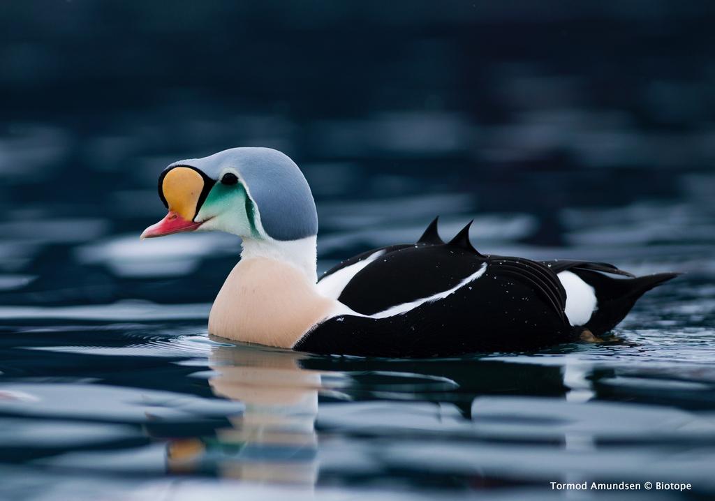 Praktærfugl Somateria spectabilis Desember April Max antall: 800 individer. Normalt: 3-400 individer. Praktærfuglen kommer normalt i løp av desember og øker i antall utover i januar og februar.