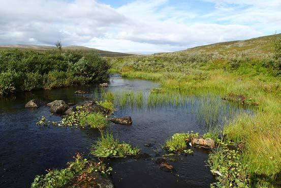 Det utelukkes ikke at fisk kan svømme opp fra hovedelven og opp til stasjonene. Den øverste stasjonen ligger ca. 400 meter fra samløpet med hovedelva.