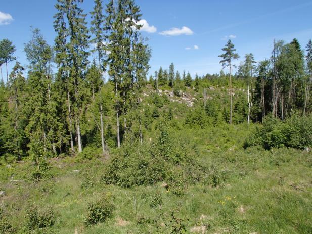 Både arealer for og bestander av sjeldne og truete arter innenfor tiltaksområdet er små eller fraværende, og det er ingen grunn til å tro at planlagte tiltak vil få vidtrekkende konsekvenser for