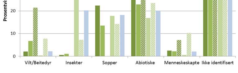 Skadeårsaker Av de skadde grantrærne var 25 % skadet av abiotiske faktorer med snø og vind som de viktigste årsakene, 22 % av sopper (nesten bare granrustsopp) og mindre enn 1 % av insekter (Figur