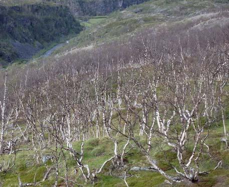 Figur 30. Målerskader på bjørk i 2016. Venstre: Snauspiste bjørketrær i Stabbursdalen nasjonalpark, Finnmark. Høyre: Larve av liten høstmåler, Skjervøy, Troms. Foto: Erik Sørensen.