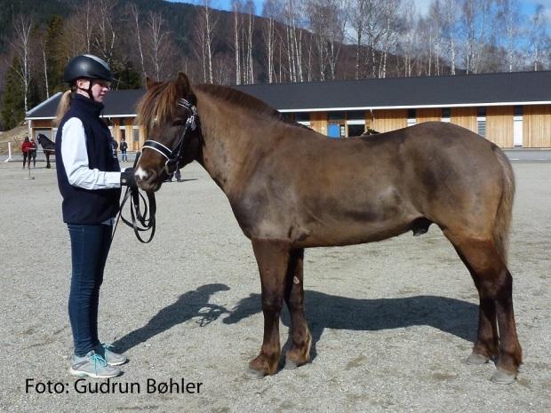 2012 Eier: Jenny E.K. Gulbrandsen Eier: Per Otto Sørensen I laget vårt har vi pr 31.12.2016 følgende hingster godkjent for avl: Boysens Audun,