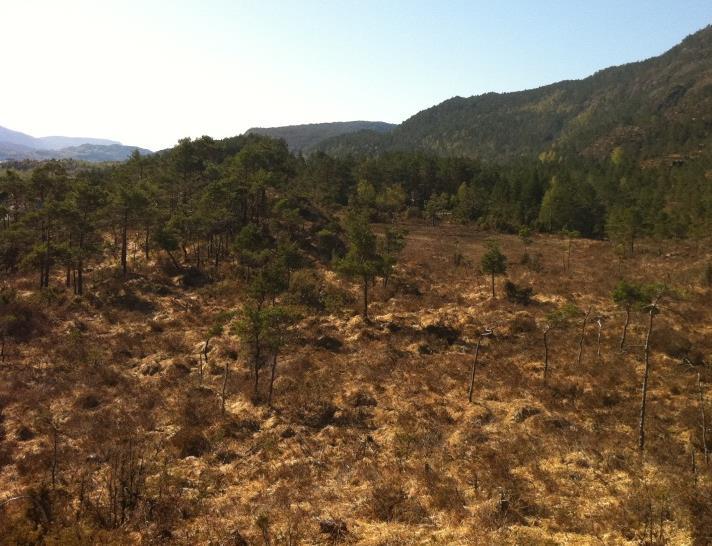 28 av 77 Myrene er relativt opne med gras og lyng. I randsonene til myrane veks det i tillegg einer (brake) og furu og noko bjørk.