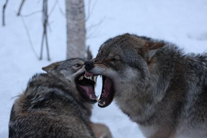 Se den andre som et menneske med behov som ikke er møtt, selv om uttrykket er aggressivt.