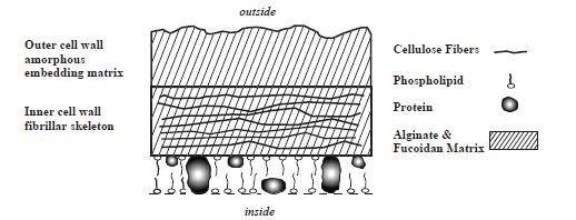 lokalitet, sesong, alder og mellom forskjellige deler av planten (Miller, 1996, Stockton et al., 1980, Coultate, 2009). Celleveggen i brunalger består av cellulose, fucoidan og alginat.