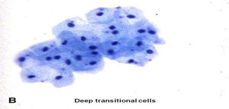 Cellene kan variere sterkt i størrelse og form, men sees vanligvis som flate, store, polygonale celler (fig.2-6. A). Cytoplasma er transparent og kan ha vakuoler.
