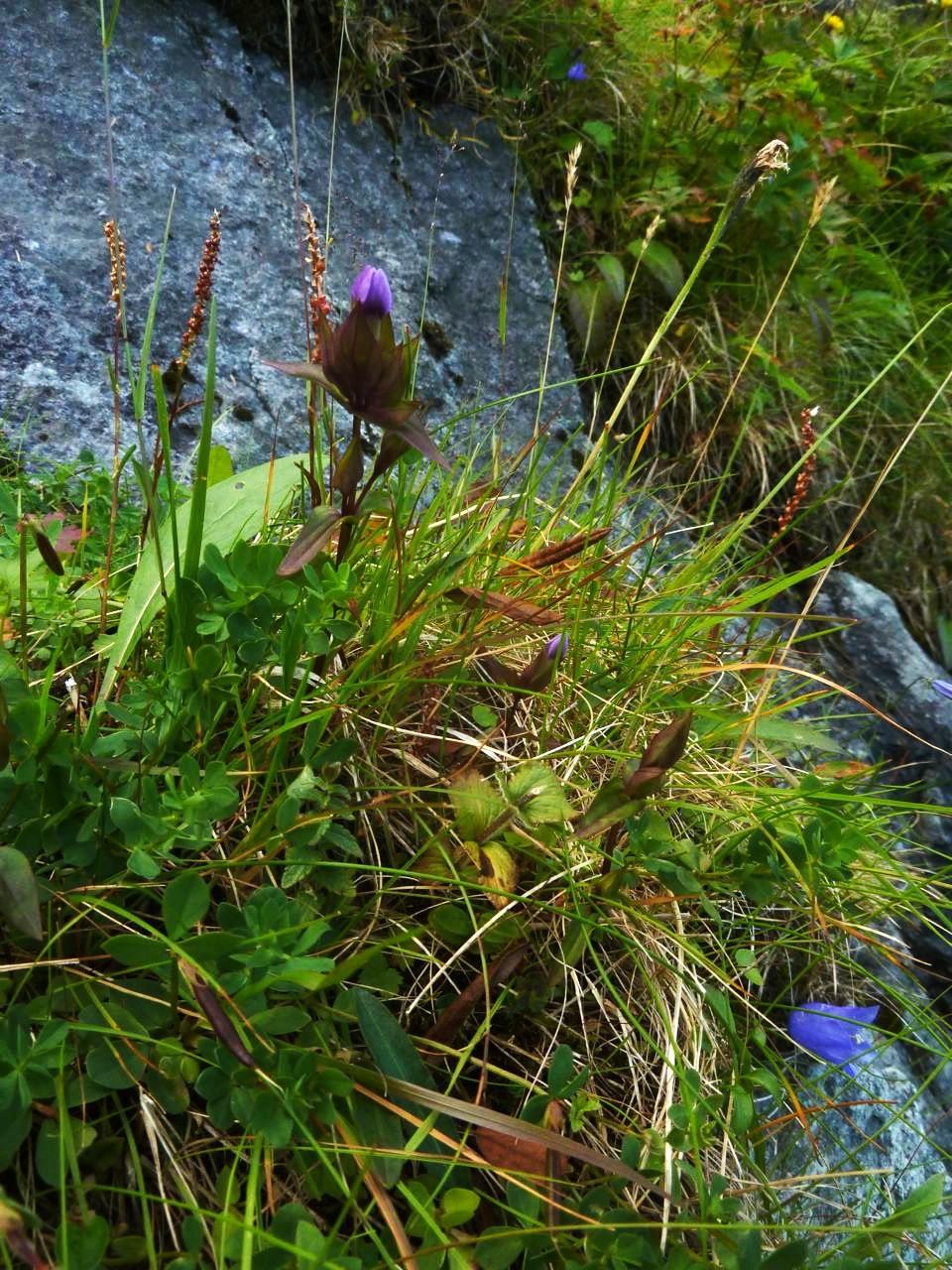 Engbakkesøte&(Gentianella&campestris)& Viførteallevårebakkesøtefunntildennerødlistedeunderarten,noesomopplagterdiskutaJ belt.