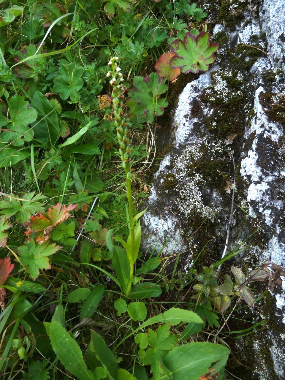 Kvitkurle&(Pseudorchis&albida)& Hellerikkedetteernoenenkelartåartsbestemmeiregionen.Forvekslingsfarengjeldermot fjellkvitkurle.