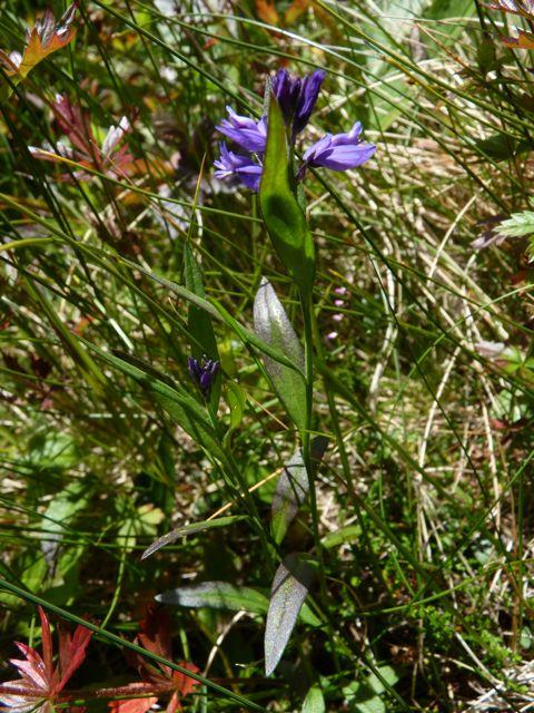 Storblåfjær&(Polygala&vulgaris)& ArtenervanligpåØstlandetoglangskystennordovertilBodøogHadsel(sistnevnteangittavLid &Lid2005,meningenfunnerlagtinnpåartskartnordforVestfjorden).