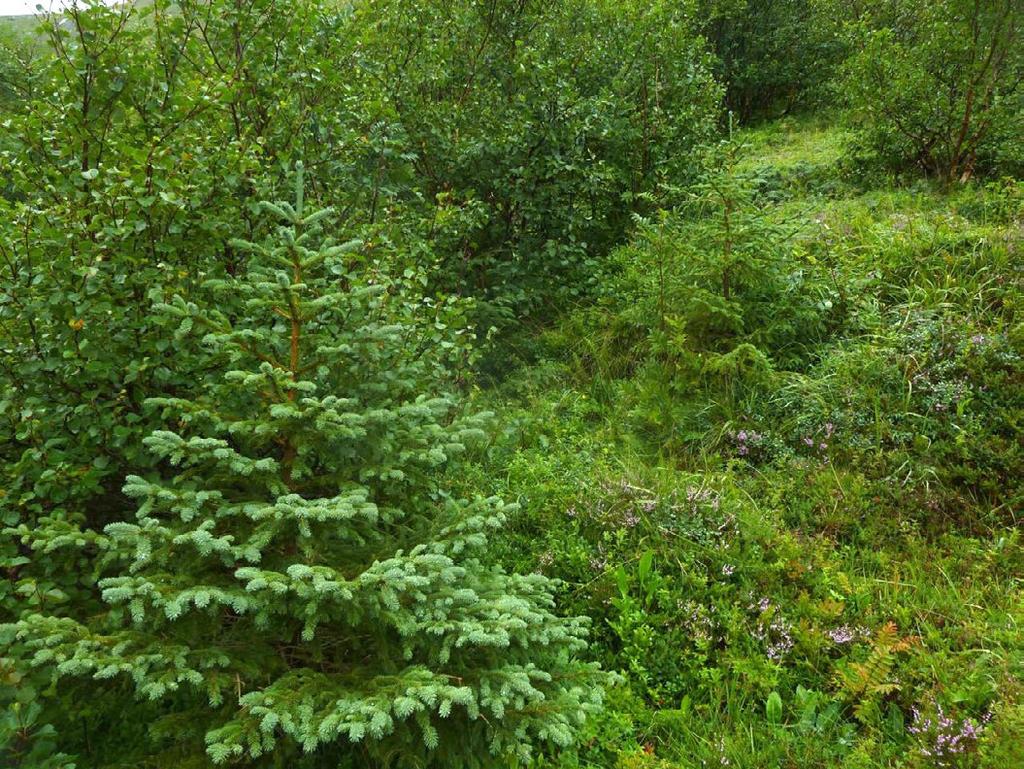 5.1.5 Skillet mellom boreal hei, skog og fjellhei Vedkartleggingenifeltharvifangetoppforekomsteravtrærderdetvarrelevant.