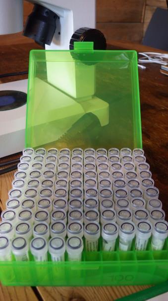 Figur 7. Tilsammen 100 DNA-prøver ble sendt inn til barcoding. Foto: Katrine Kongshavn Det endelige resultatet etter helgen ble 129 arter identifisert.