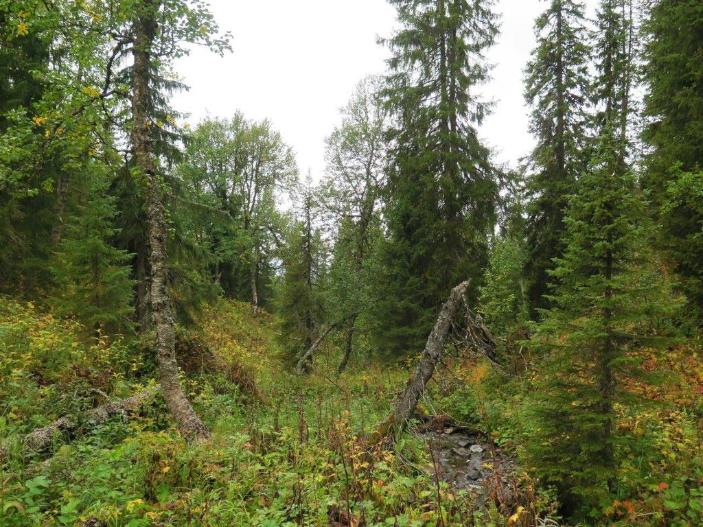 åpen, svært frodig høgstaudeskog.