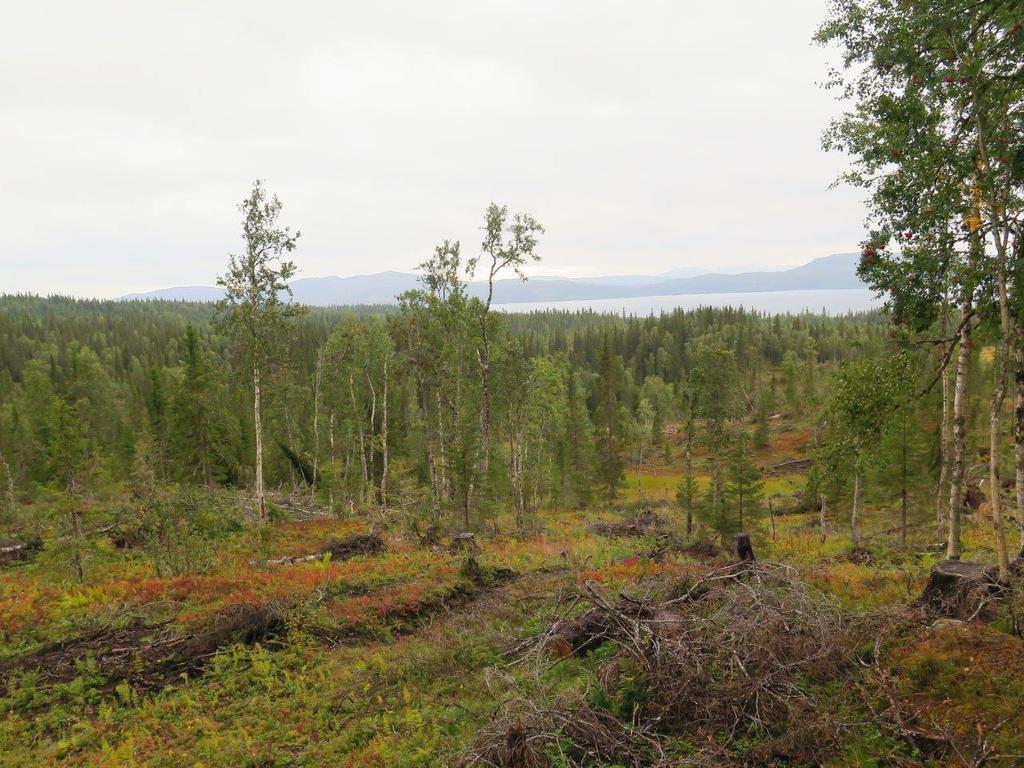 granskog i kjerne 2.