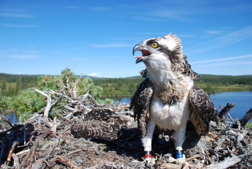 Bestandsutvikling for fiskeørn (Pandion haliaetus) i Nord-Trøndelag