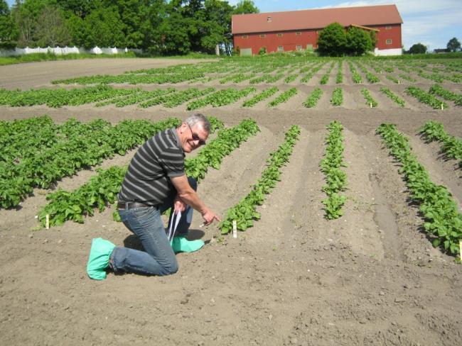 TILFANG AV NYE SORTER Lars Roer, Inst for Pl kultur, 2004