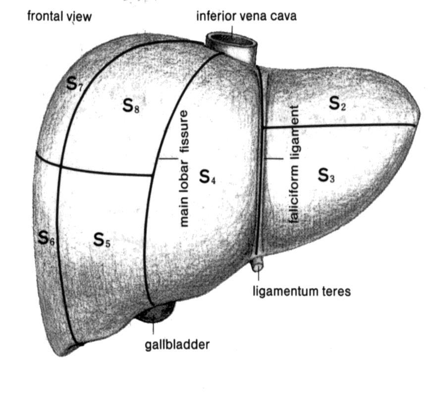 lobe 2,3 høyre lobe 4-8 Ligamentum