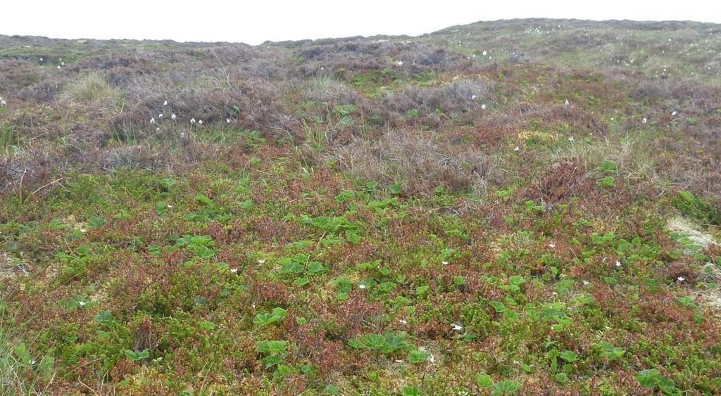 Fattig vegetasjonsutforming av kystlynghei hvor røsslyng og krekling dominerer.