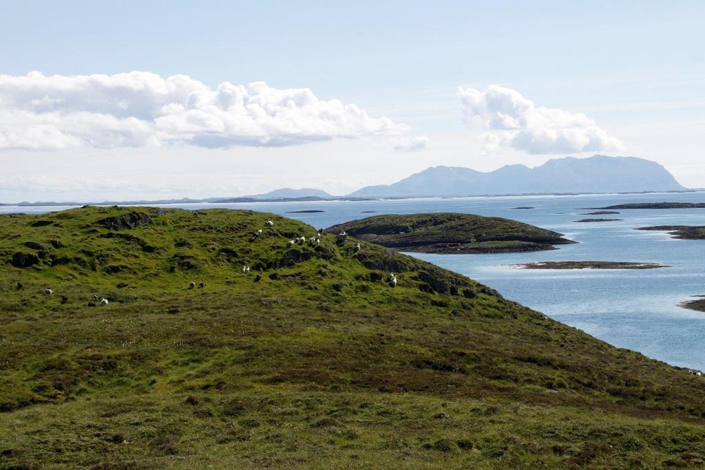 røsslyng og krekling (Foto: A. Bär).