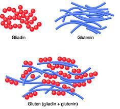 Glutenet består av proteinene gliadin og glutenin: - Gliadin = deigen eser utover - Glutenin = deigen