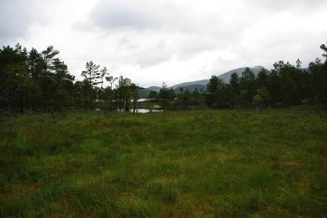 bakgrunnen. Tidlegare innmark. Kjelder Direktoratet for naturforvaltning 2006. Kartlegging av naturtyper - Verdsetting av biologisk mangfold.