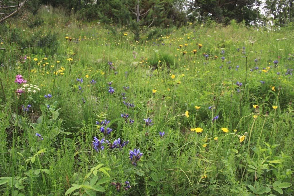 Med unntak av den innsådde forekomsten på Vedervang i Østre Toten, ble alle forekomster av dragehode vurdert å befinne seg innenfor en naturtypelokalitet i henhold til DN-håndbok 13.