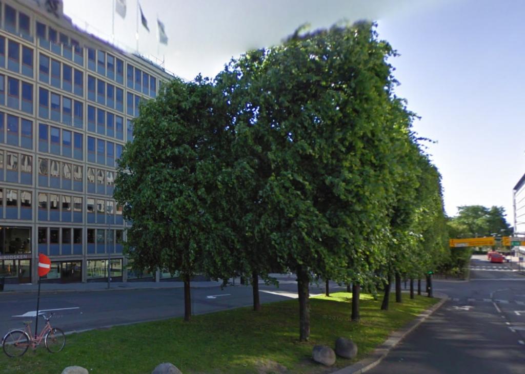 Bildet viser en rekke med formklippede trær i Haakon VII gate i Oslo Antall: 14 Areal: 80 Avstand, innbyrdes: 4 Formede