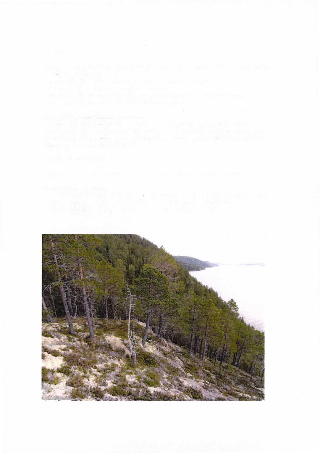 VERNEFORMÅL I forhold til naturmangfoldloven 37 om naturreservater, er følgende kriterier mest relevant for lokaliteten Storvika: Inneholder truet, sjelden eller sårbar natur: Rødlistearter av