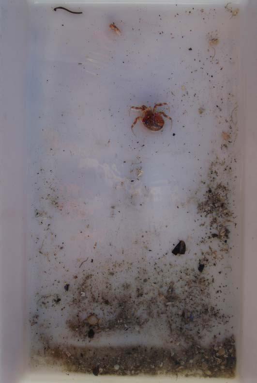 sand Restsediment etter siling Finkorna grus og knuste skjelrestar Dyr Anslagsvis 20-40 Polychaeta av ulike artar.