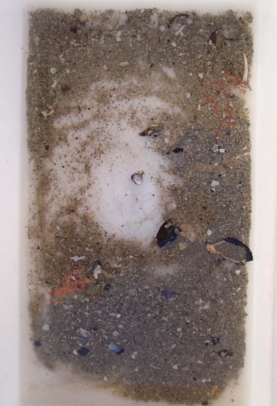 Finkorna kompakt sand Restsediment etter siling Grov skjelsand og knuste skjelrestar Dyr Anslagsvis 20-40 Polychaeta, deriblant