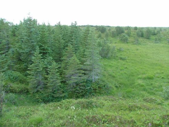 Engmarihånd. Foto: Bioforsk Nord Tjøtta Tilstanden til vegetasjonen vurderes som middels til dårlig.