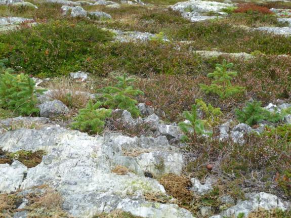 Gjengroing med lauvskog og einer reduserer lystilgangen og endrer vekstvilkårene.