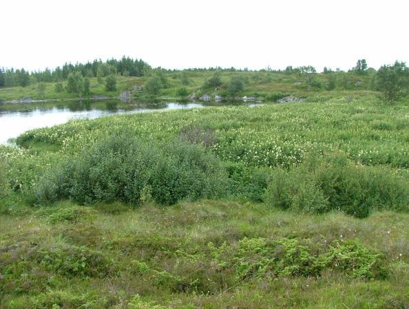 På grunn av den rike orkidéfloraen knyttet til kalklynghei og rikmyr er den optimale skjøtselen beiting med storfe. Storfe beiter også i større grad enn sau i fuktige myr- og engområder.