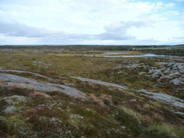 Kjellerhaugvatnet naturreservat inkluderer store deler av det varierte våtmarksområdet nord på Vegaøya.