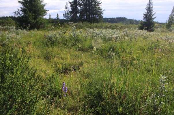 Et lite og beitepåvirket område i nord har en interessant flora. Her vokser fjellfrøstjerne, jåblom, dvergjamne, grønnkurle, engbakkesøte (NT), korallrot, marinøkkel og skjeggklokke (VU).