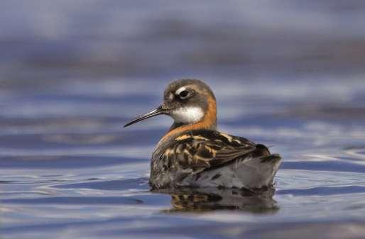 Interessant er også forekomsten av sjeldne arter som svarthalsdykker (Podiceps nigricollis), toppdykker (Podiceps cristatus) og dvergmåke (Larus minutus).