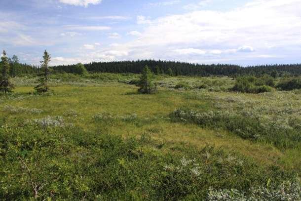 Bevaringsmål: Myrområdene innenfor Langtjedn naturreservat skal ikke ha varige spor etter motorisert ferdsel, eller påføres tekniske inngrep som endrer naturlig myrstruktur eller vannhusholdning.