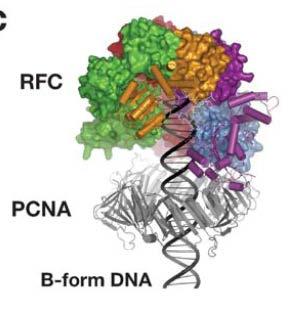 prosessivitetsfaktor for polymerasen) binder RFC, og lastes på DNA-tråden Polymerase