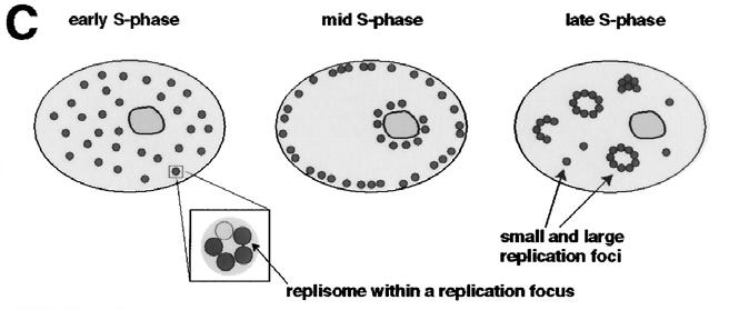 Replikasjon foregår i replikasjonsfabrikker Ved hjelp av immunologiske teknikker, og studier av merkede proteiner, har en vist at DNA-replikasjonen