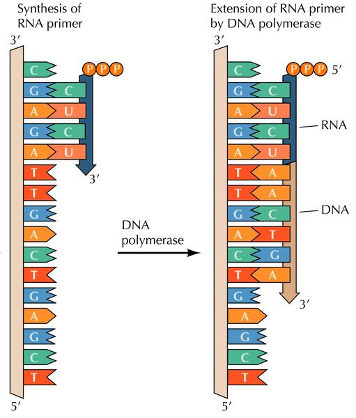 Replikasjonen starter med en RNA-primer Korte fragmenter av RNA/DNA dannes først, og tjener