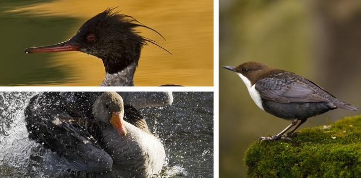 Danmarks Fugle Zoo i Tommerup er et rent paradis for alle fugleinteresserte. Frøbjerg Bavnehøj (8.9 km) Besøk det fredede naturområdet Frøbjerg Bavnehøj, som bl.a. har Fyns høyeste punkt på 131 meter.