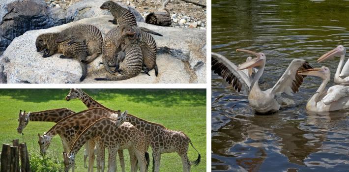 8 km) Et besøk i Odense Zoo som er kåret til Europas beste dyrehage to ganger på rad, er å anbefale. Denne fantastiske zoologiske hagen kan by på alt hva hjertet begærer og passer for hele familien.