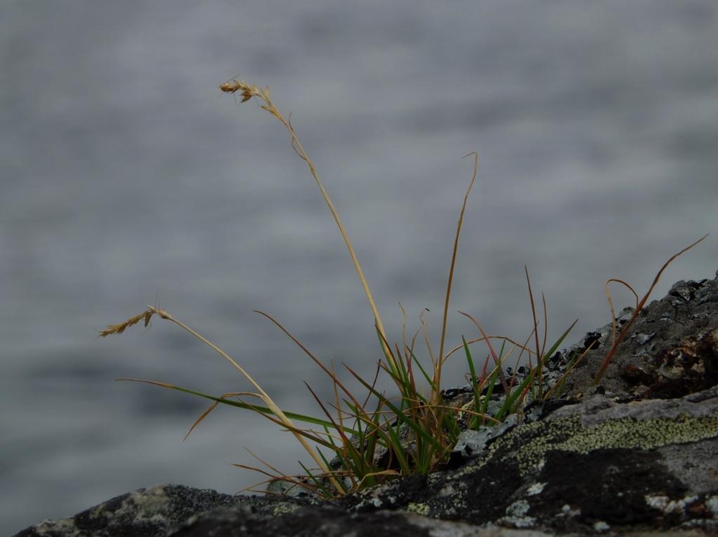 Kveinhavre langs Vestre Jakobselv - søk etter nye forekomster i 2013 Ecofact rapport 446 Forslag til skjøtselstiltak Ingen skjøtselstiltak vurderes som nødvendig.