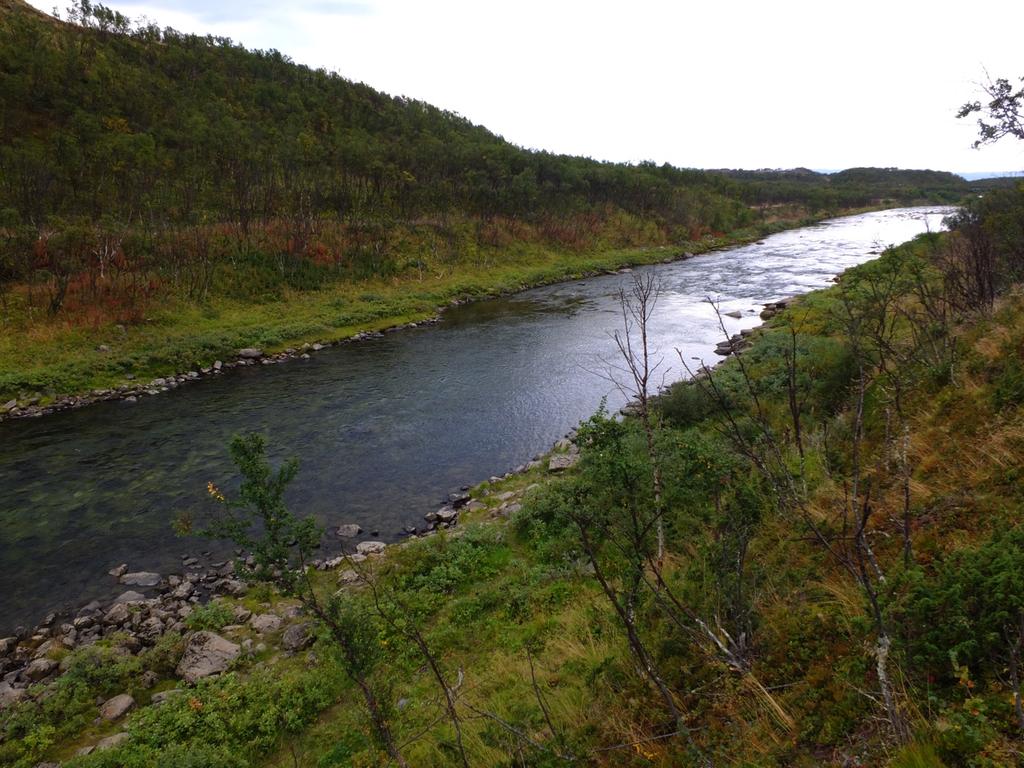 Kveinhavre langs Vestre Jakobselv - søk etter nye forekomster i 2013 Ecofact rapport 446 3 METODE OG RESULTATER 3.